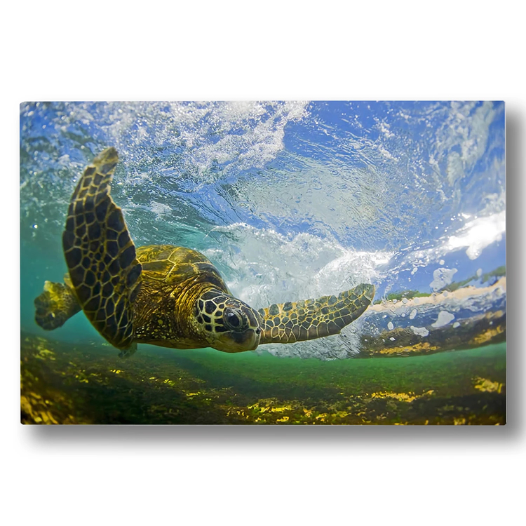 Clark Little(クラークリトル) |FLYING HONU