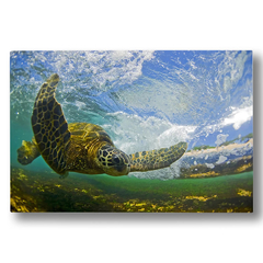 Clark Little(クラークリトル) |FLYING HONU