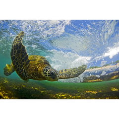 Clark Little(クラークリトル) |FLYING HONU