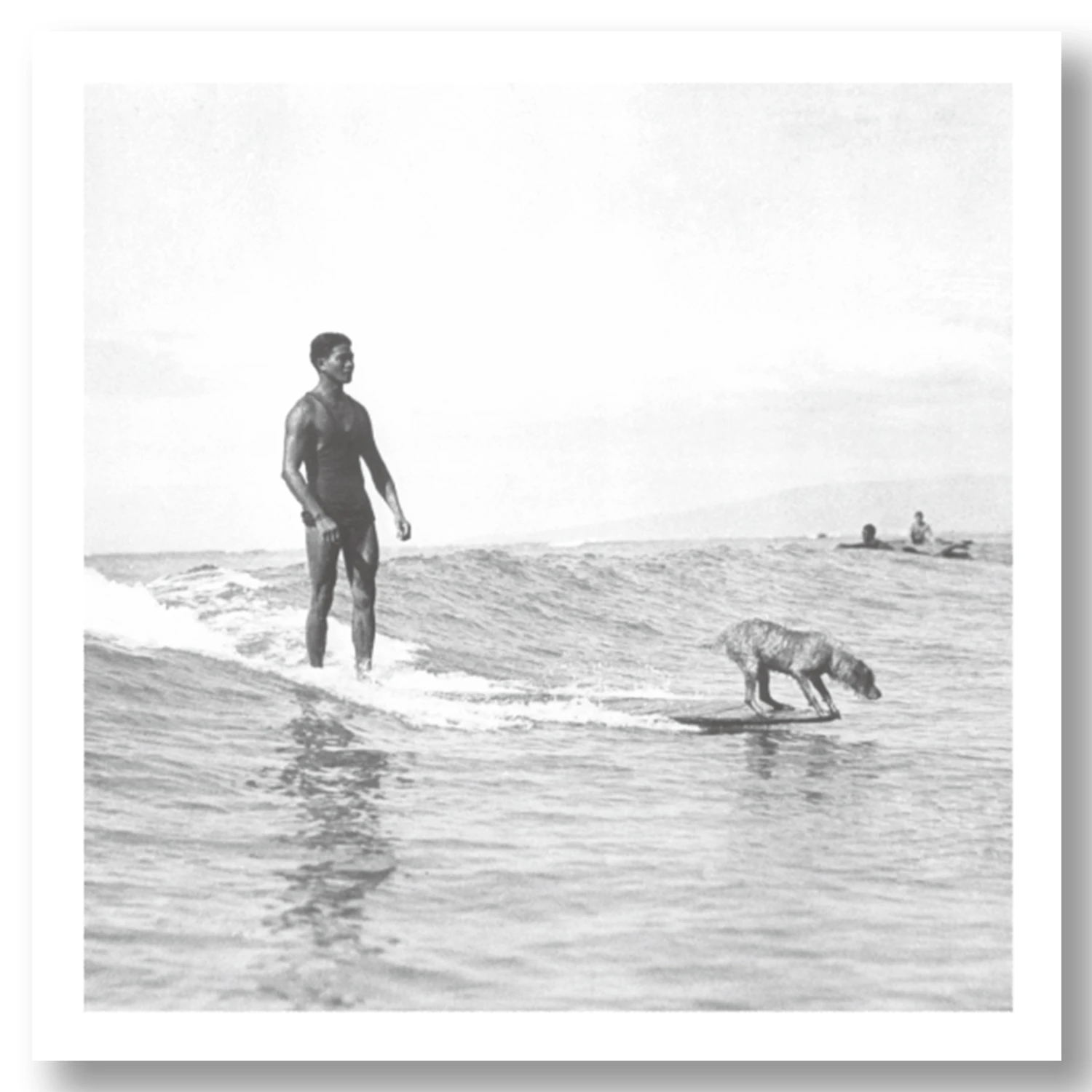 SURFING DOG AT WAIKIKI BEACH 1950S HAWAII / North Shore SURFING DOG AT WAIKIKI BEACH 1950S HAWAII / North Shore