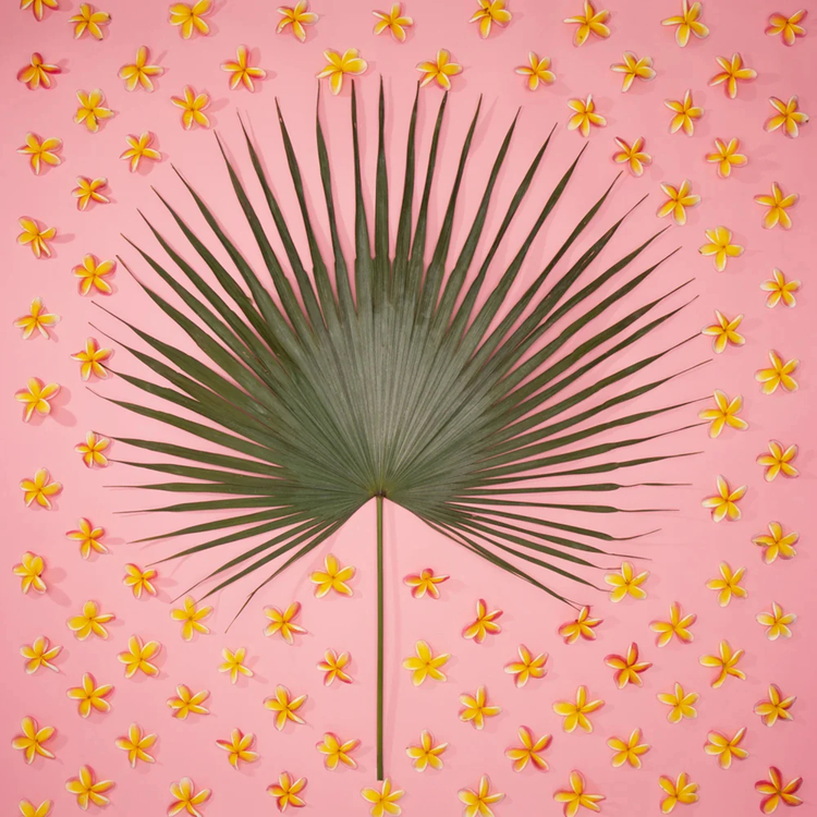 MY BIGGEST FAN / Lola Pilar Hawaii（ローラピラーハワイ）の